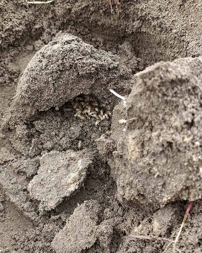 Тут уже мелкие медведки