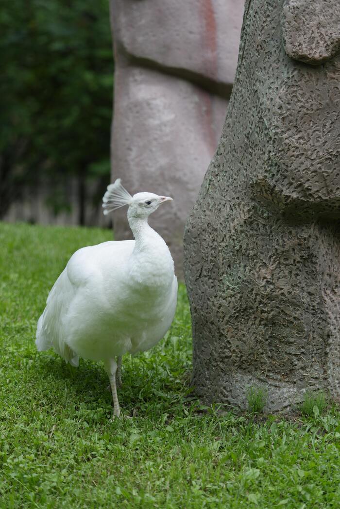 Элегантная белая самочка. В природе они обычно серые.