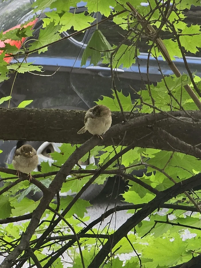 Sparrows are sleeping - Sparrow, Ornithology League, Birds, Dream
