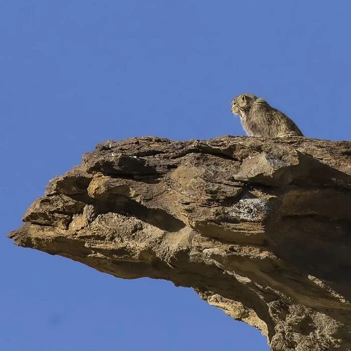 King Manul - Pallas' cat, Small cats, Cat family, Predatory animals, Wild animals, wildlife, Ladakh, India, The photo, The rocks