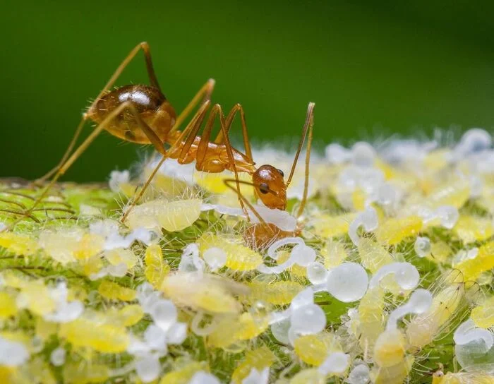 Juicy union - Ants, Aphid, Insects, Arthropods, Wild animals, wildlife, India, The photo