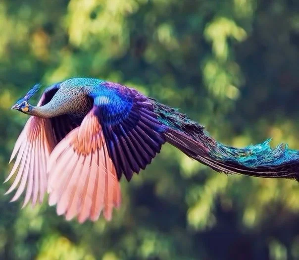 Peacock in flight - The photo, Animals, Peacock, Birds