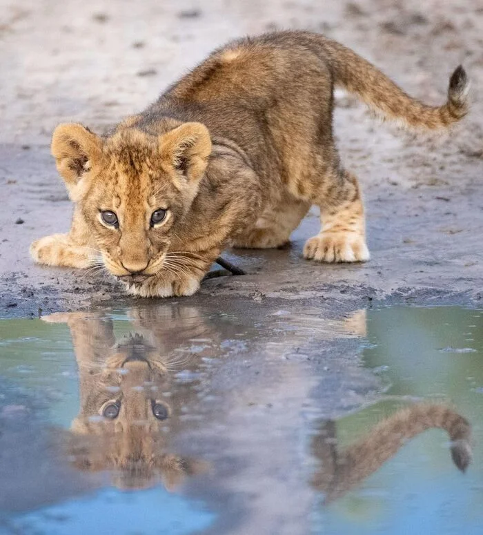 Who is sitting in the pond? - Lion cubs, a lion, Big cats, Cat family, Predatory animals, Wild animals, wildlife, Reserves and sanctuaries, South Africa, The photo, Waterhole, Reflection