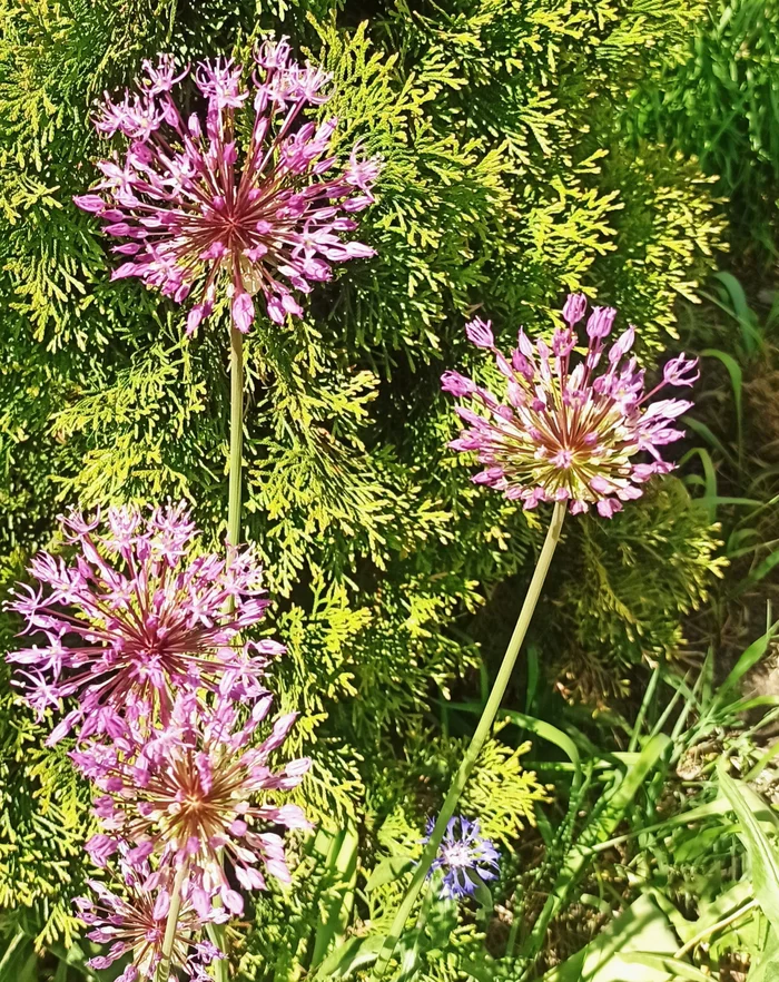 Decorative onion Allium - My, Mobile photography, Images, Summer, Nature, Bloom, Onion, Dacha