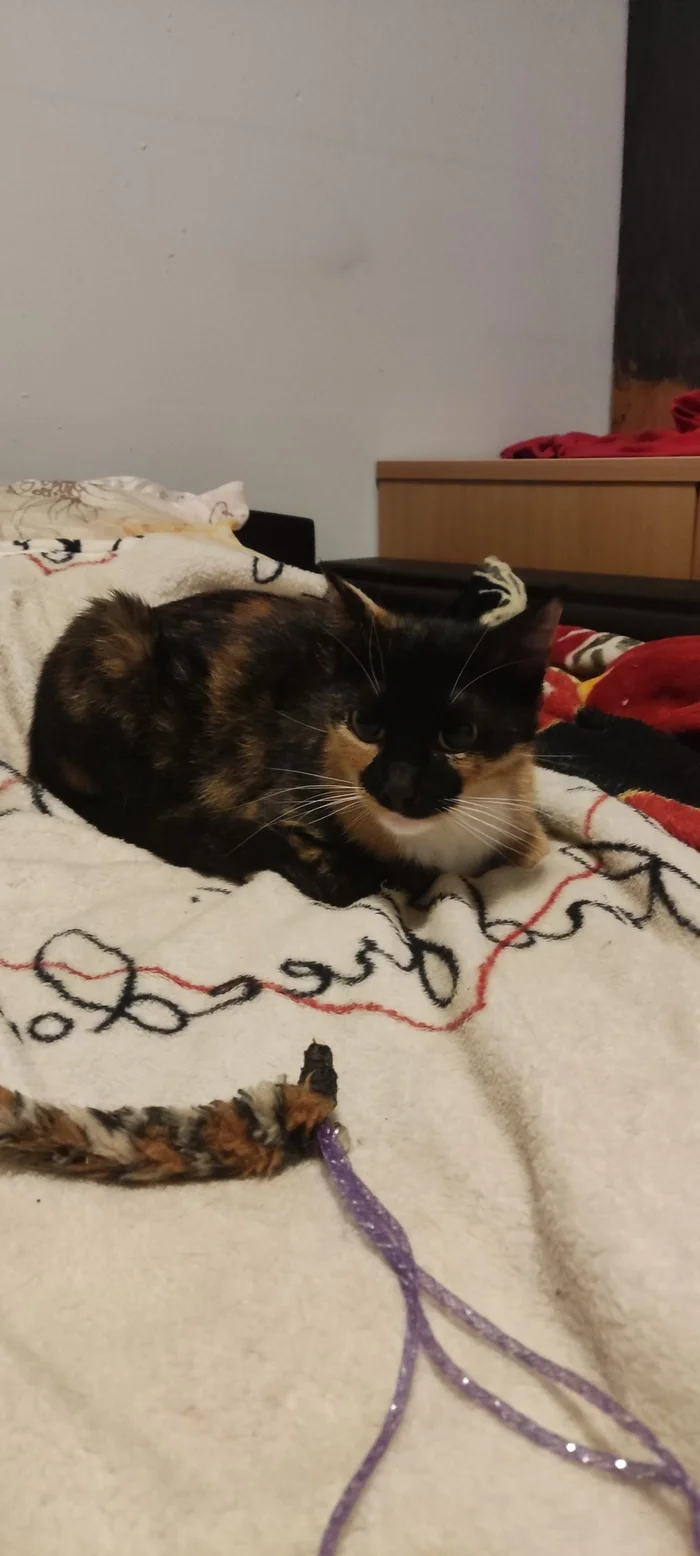 Continuation of the post “Hello. Help me find the cat. Jumped from the balcony. City Moscow, st. Profsoyuznaya, 96, building 4. Nickname Tisha - cat, Longpost, Reply to post, Lost, Moscow, Help me find, Search, Tricolor cat
