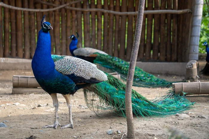 Beautiful birds - My, Images, The photo, Peacock, Sony, Birds, Zoo