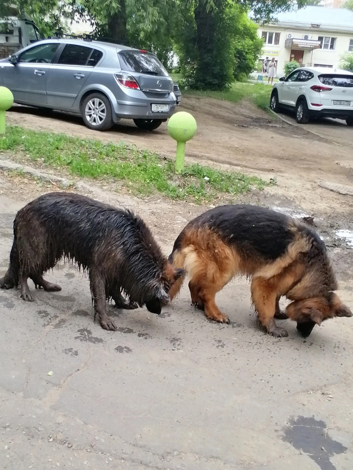 Девчёнки, одна похоже валялась в луже.