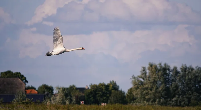 Swan in flight - My, The photo, Netherlands (Holland), Nature, Birds, Swans