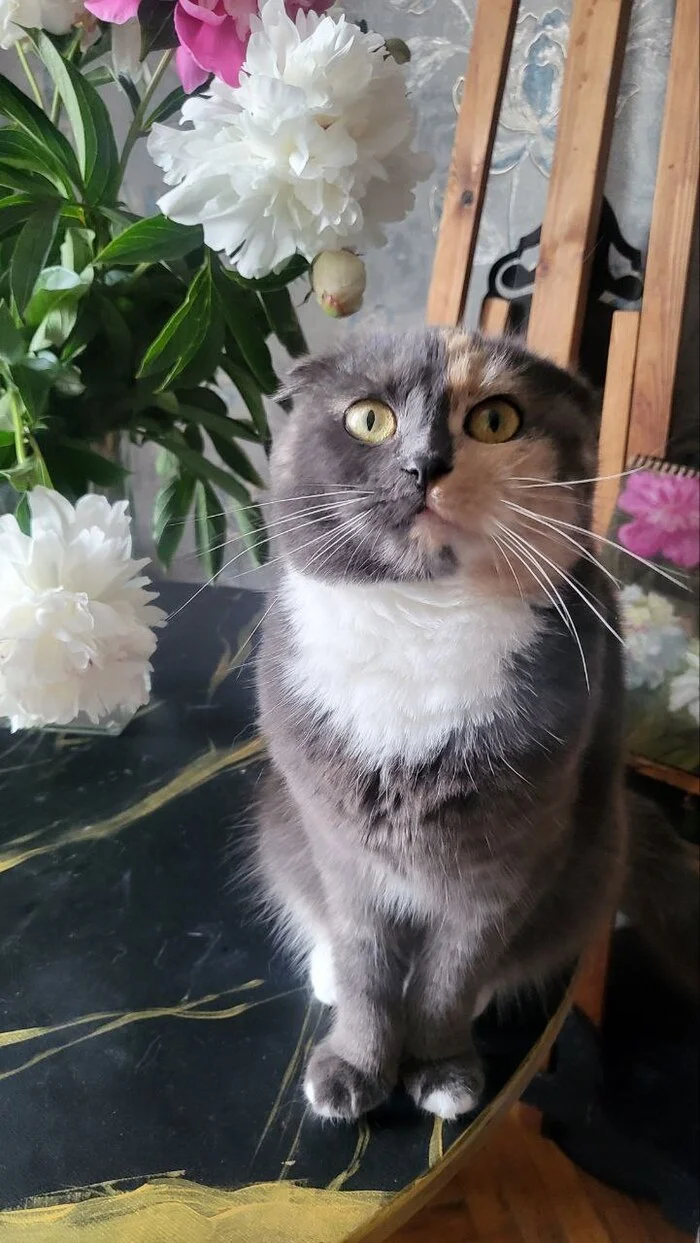 The most beautiful flower - My, cat, Scottish lop-eared, Flowers, Fluffy, Cat lovers, Peonies, Tricolor cat, Pet the cat