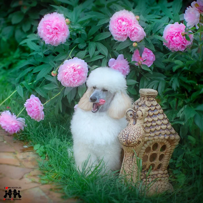 Peonies and tongue rose - My, Dog, Poodle, Flowers, The photo