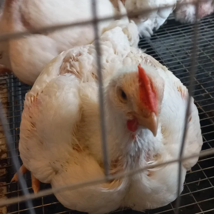 Lost in translation - My, Hen, Pets, Subsidiary farming, Quail, Broilers, People, Misunderstanding, Longpost