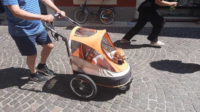Meanwhile in Italy - My, Travels, Italy, Animals, Street photography, Dog