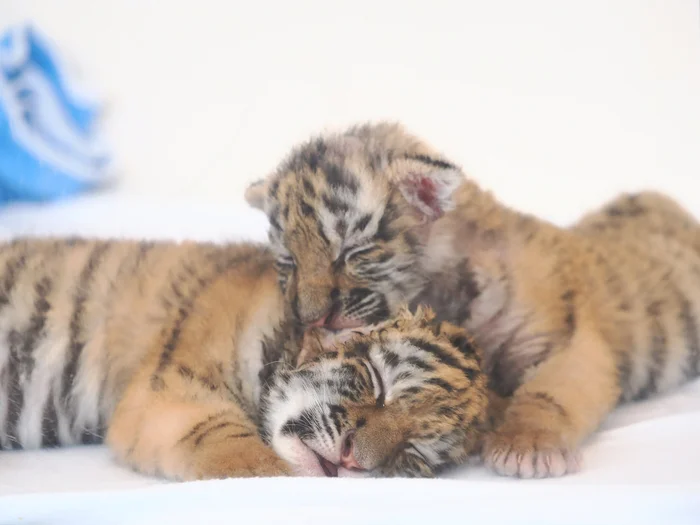 We're exhausted - Tiger cubs, Wild animals, Tiger, Predatory animals, Big cats, Cat family, Zoo, Young