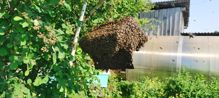 They caught a swarm of bees and moved them into the hive. First swarming in 2024 - My, Bees, Honey, Apiary, Beekeeping, Roy, Video, Youtube, Longpost