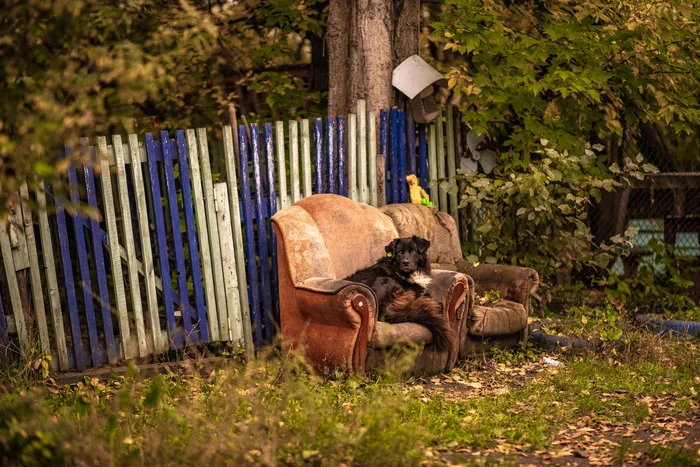 Master of the yard - My, The photo, Town, Evening, Dog, Tomsk