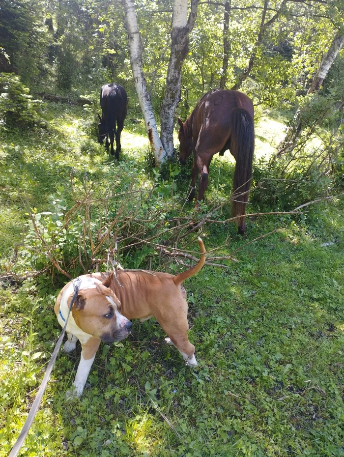 Competition for the most powerful pressure - My, Karachay-Cherkessia, Arkhyz, Caucasus, Horses, Dog, Toilet humor, Overexposure, Photo on sneaker