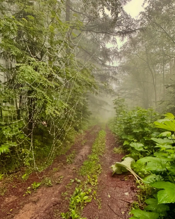 There are miracles there: a goblin wanders there... - Forest, Fog, Sakhalin, Telegram (link), Nature, Atmospheric, Longpost