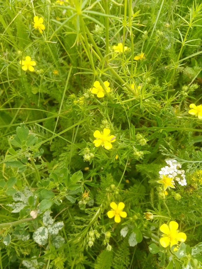 The floodplain is blooming - My, Village, Family, Сельское хозяйство, Grass, Flowers, Plants, Nature, Bloom, Floodplain, Meadows, Video, Vertical video, Longpost