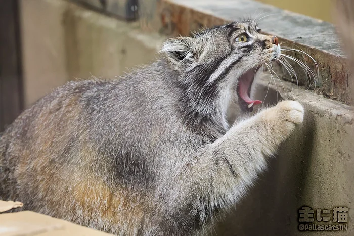 When the waiter takes the plate and you haven't licked it clean yet - Wild animals, Zoo, Predatory animals, Cat family, Pallas' cat, Small cats