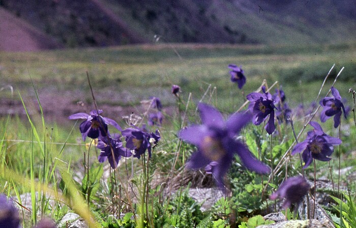 Водосбор покрывал долины настоящим фиолетовым ковром.