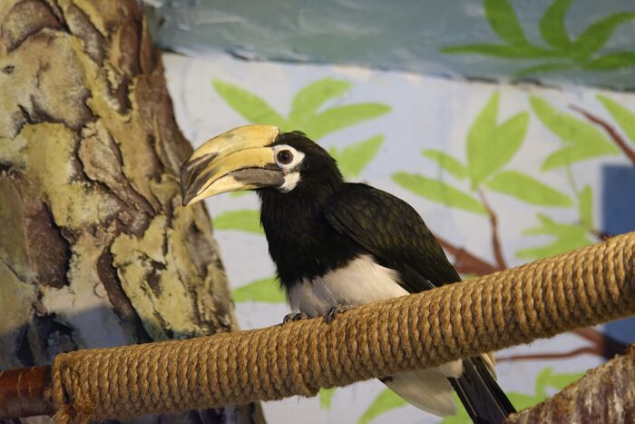 Индийская птица-носорог