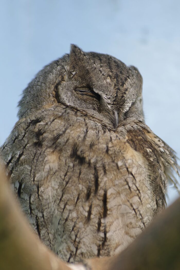 Совы почти все спали, их время - ночь.