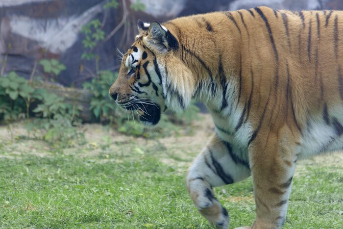 А вот и тигр.