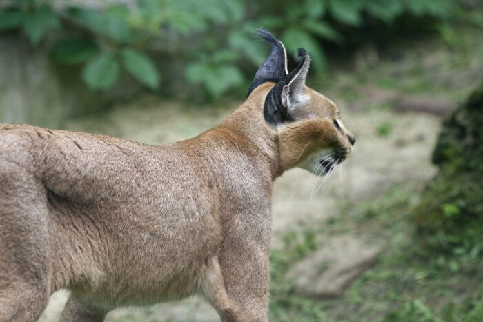 Еще хищная котейка - каракал. Дочь сразу определила, что это - каракал Шлёпа =) Ну а я чего, я не в тренде видимо.