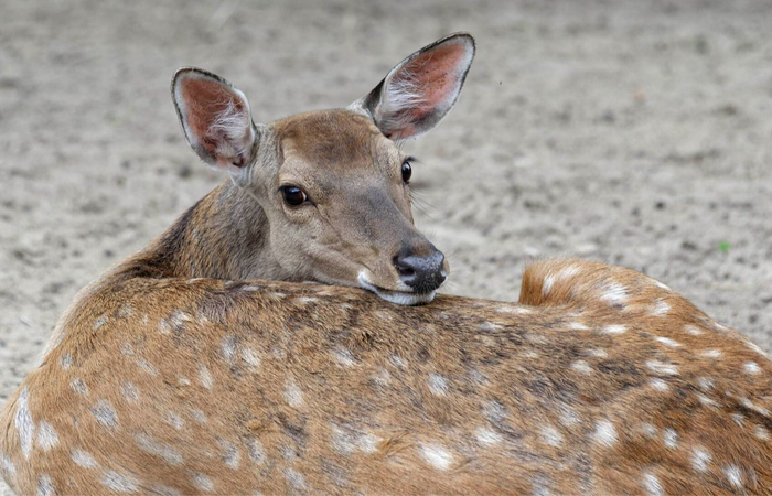 Ооооо... Этот взгляд...
