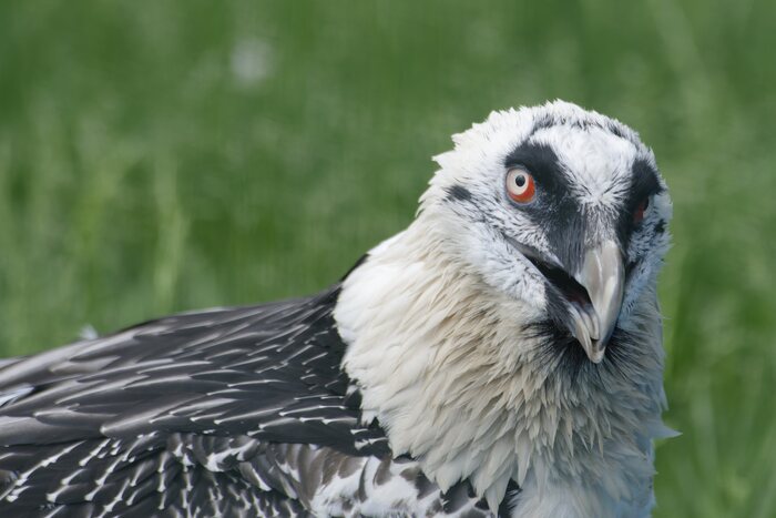 Это бородач ягнятник. Из названия можно предположить, что питается он далеко не ящерицами. Крупная и красивая птица.