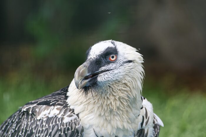 Он же, только в профиль.