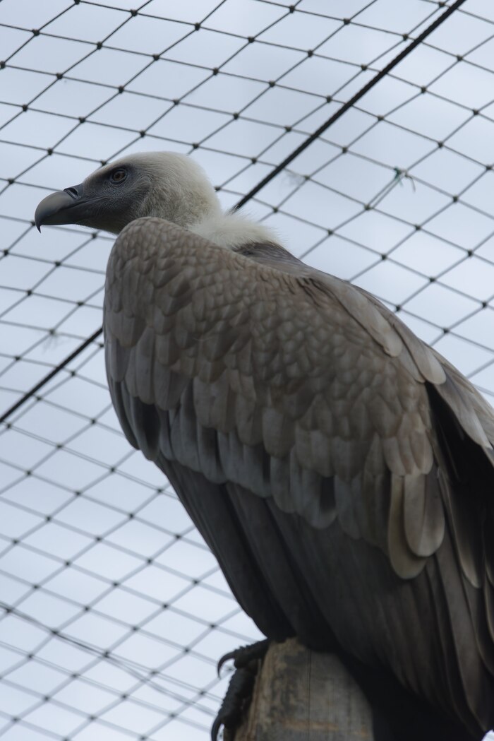 Черный гриф. В вольере живет целая семья - я насчитал шесть особей. Этот, как мне показалось, еще молодой.