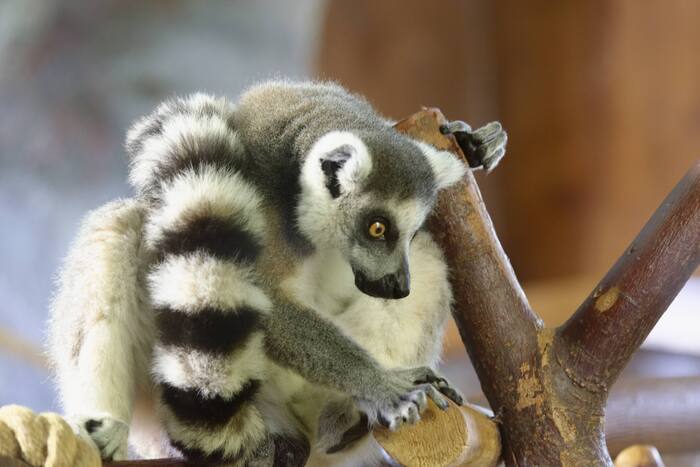 Кошачий лемур - особенно фотогеничен.