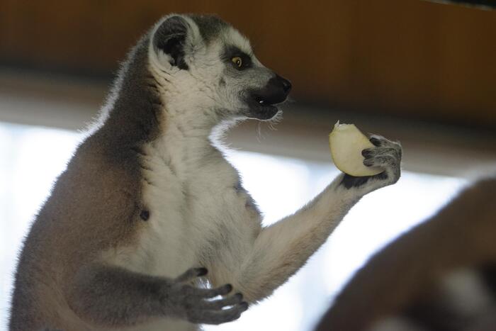 Даже прием пищи - полон эмоций и экспрессии.