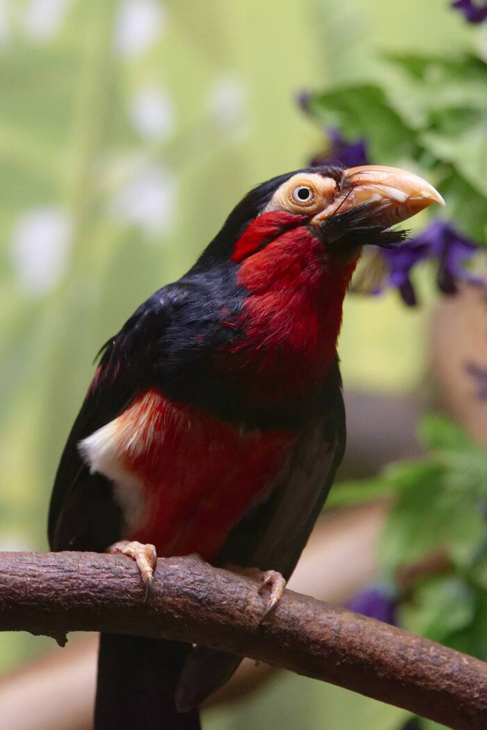 Это сенегальская либия. Правда, красавица?