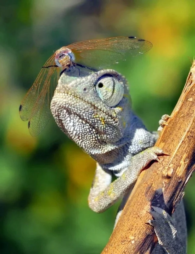 You are nuts?! - Chameleon, Images, Humor, Dragonfly, The photo, Repeat