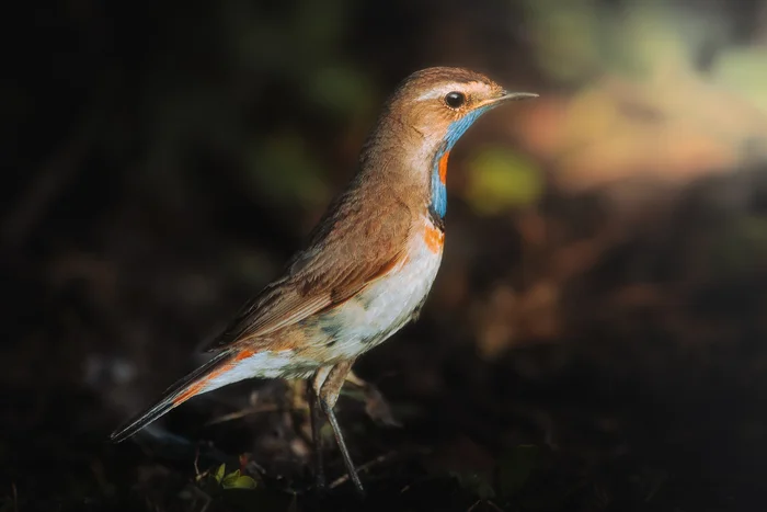 Bluethroat - My, Birds, Bird watching, wildlife, Nightingale, Bluethroat, The photo