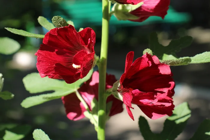 Shades of Mallow - My, Flowers, Bloom, Garden, Mallow, Gardening, Plants, Macro photography, Longpost