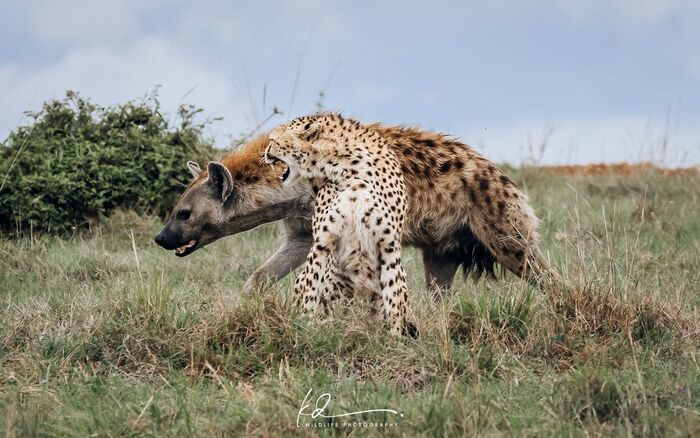 Why are you following me? - Cheetah, Small cats, Cat family, Hyena, Spotted Hyena, Predatory animals, Wild animals, wildlife, Reserves and sanctuaries, Masai Mara, Africa, The photo