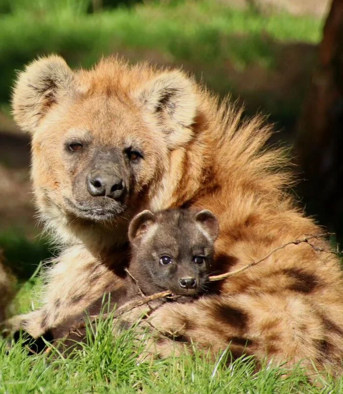Settled in comfortably - Hyena, Spotted Hyena, Young, Predatory animals, Wild animals, Safari Park, The photo, Branch