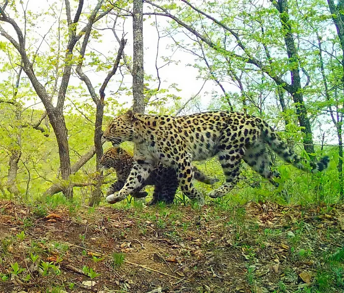 Just a little more, darling - Far Eastern leopard, Young, Milota, Primorsky Krai, National park, Land of the Leopard, The border, North Korea, Phototrap, Leopard, Wild animals, Rare view, Red Book, wildlife, The photo, Predatory animals, Cat family, Big cats, Telegram (link)