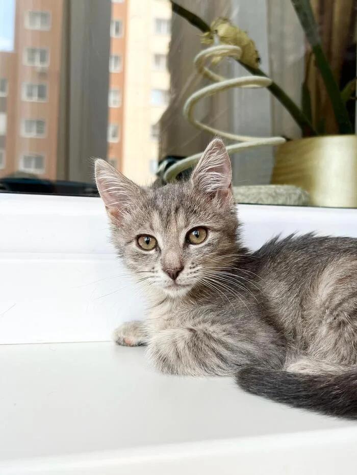 Kitten Shurochka, affectionate girl, in good hands - Shelter, In good hands, Homeless animals, Overexposure, cat, Striped, Is free, Cat lovers, Longpost