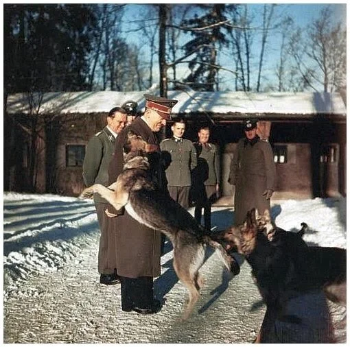 Лесная школа «дядюшки» Вольфа - Моё, Великая Отечественная война, Адольф Гитлер, Сталин, Немецкая овчарка, Собаководство, Защита животных, Третий рейх, Длиннопост