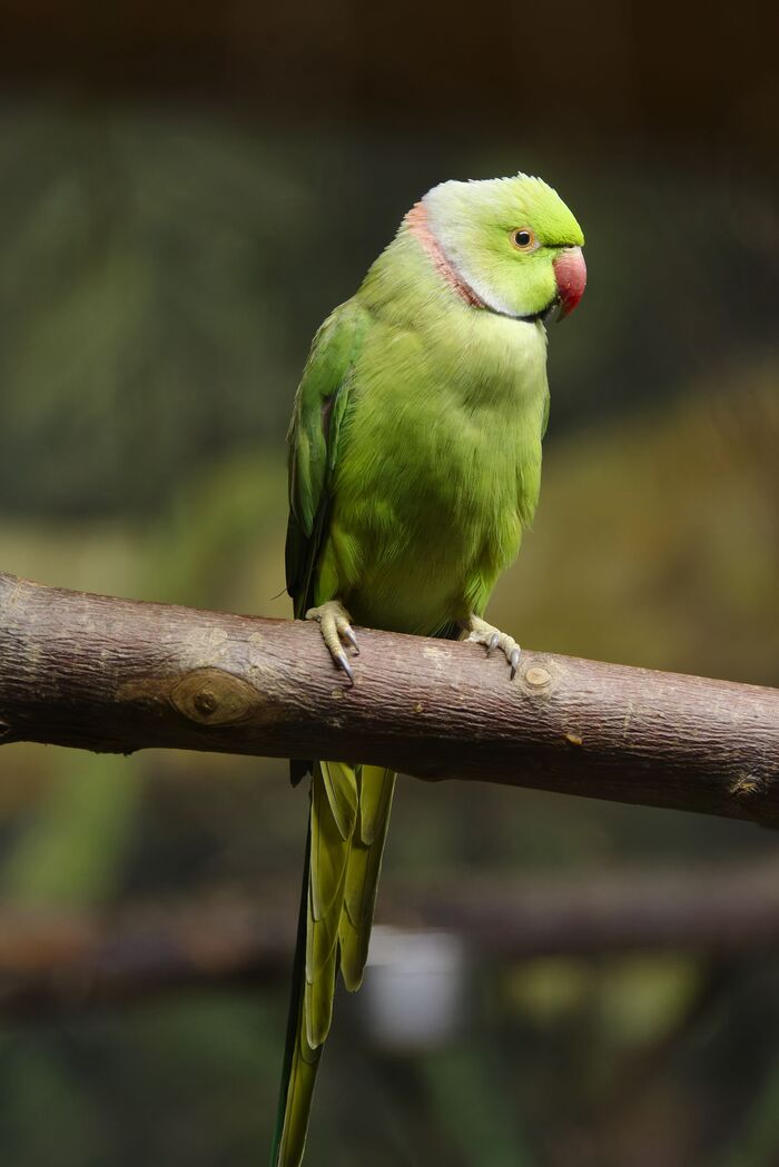 Индийский кольчатый попугай. Ярок и красив.