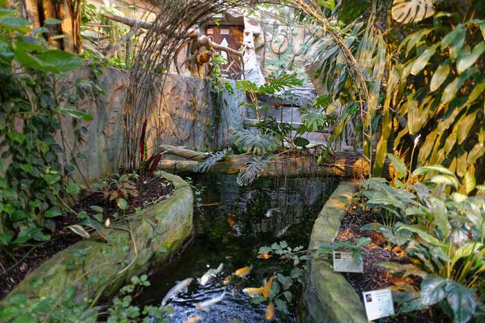 Оранжерея. В водоёмах карпы кои и еще какие-то рыбки, похожие на нашего окуня.