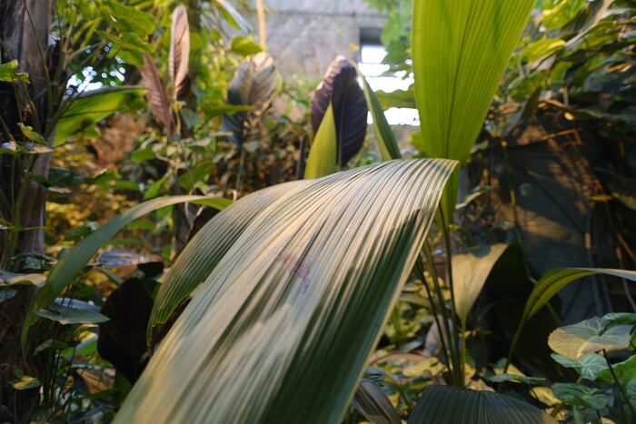 Огромные листья. Кругом зелень и журчание воды.