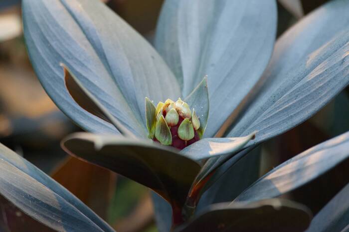 И даже плодоносят
