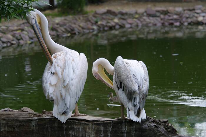 Те самые вольно гуляющие пеликаны