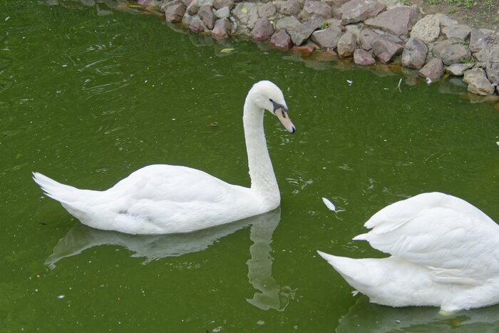 Лебедь-шипун.