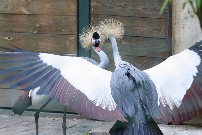 Японские журавли выясняют отношения.